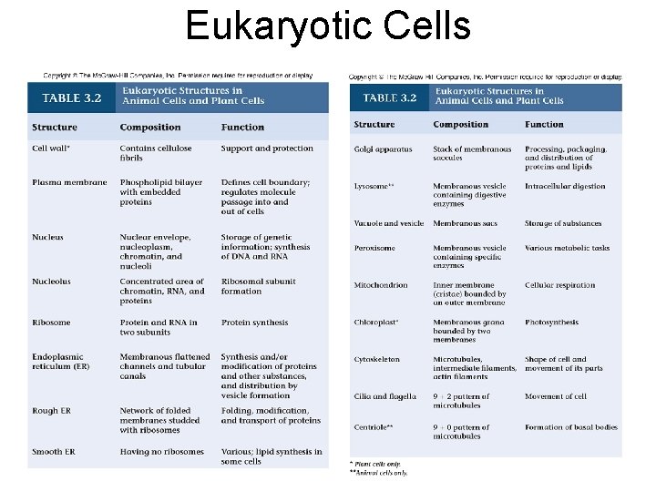 Eukaryotic Cells 