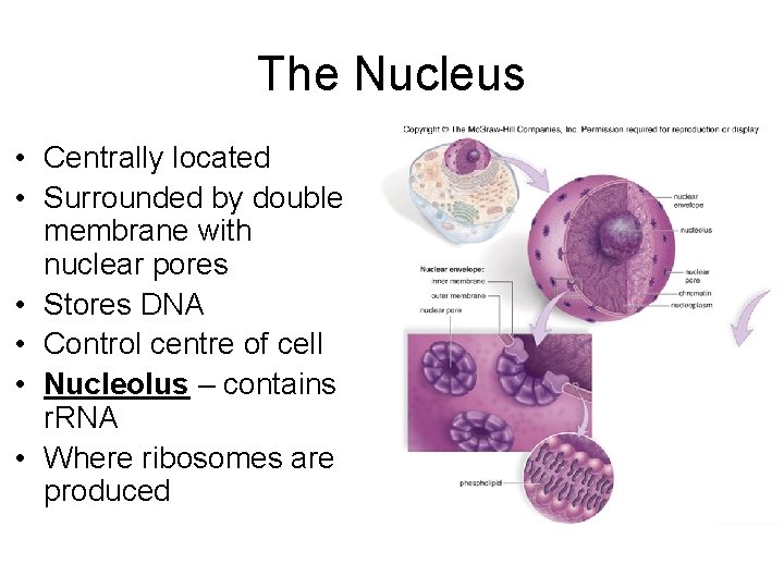The Nucleus • Centrally located • Surrounded by double membrane with nuclear pores •