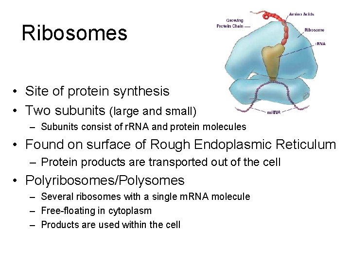 Ribosomes • Site of protein synthesis • Two subunits (large and small) – Subunits