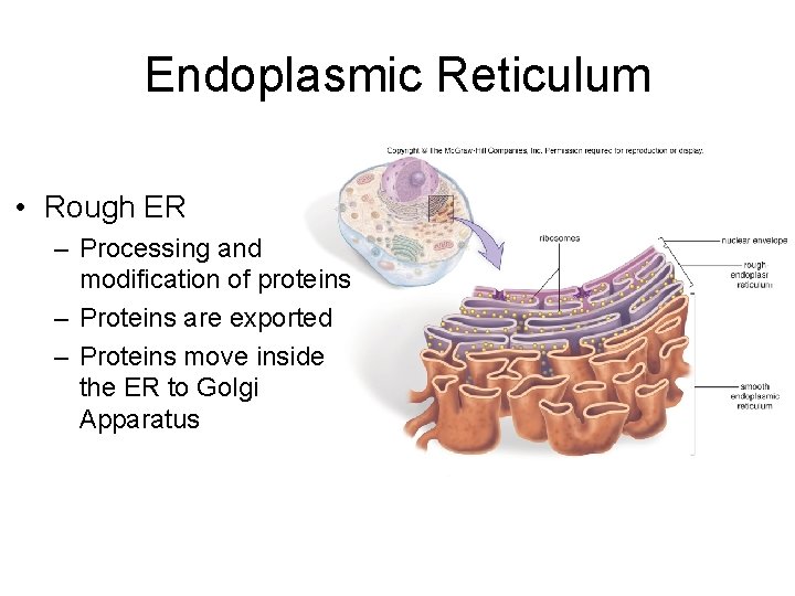 Endoplasmic Reticulum • Rough ER – Processing and modification of proteins – Proteins are