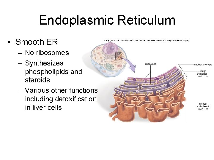 Endoplasmic Reticulum • Smooth ER – No ribosomes – Synthesizes phospholipids and steroids –