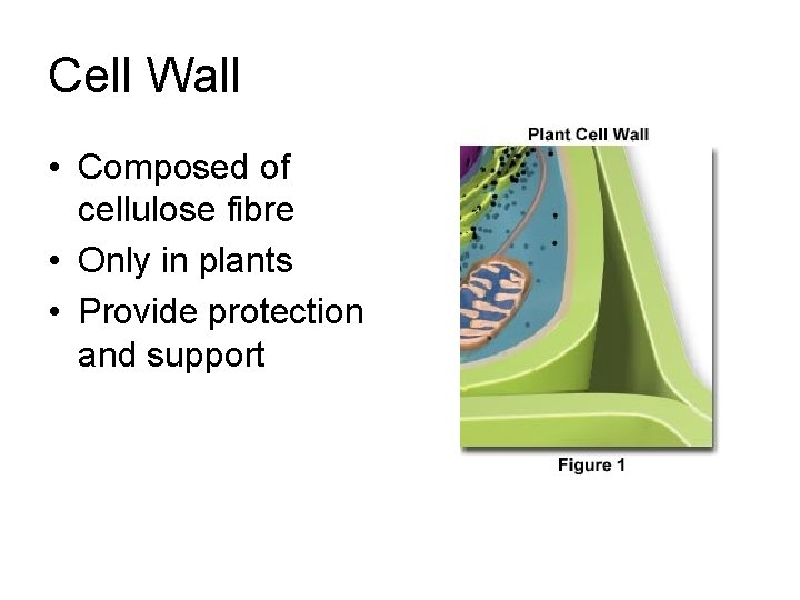 Cell Wall • Composed of cellulose fibre • Only in plants • Provide protection