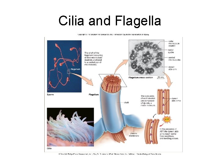Cilia and Flagella 
