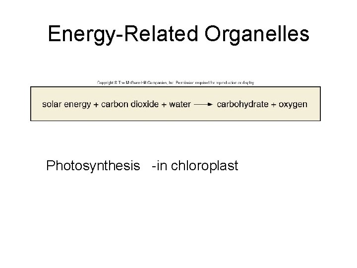 Energy-Related Organelles Photosynthesis -in chloroplast 