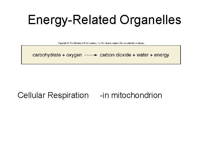 Energy-Related Organelles Cellular Respiration -in mitochondrion 