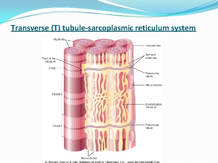 Transverse (T) tubule-sarcoplasmic reticulum system 