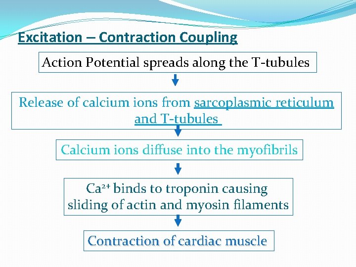 Excitation – Contraction Coupling Action Potential spreads along the T-tubules Release of calcium ions