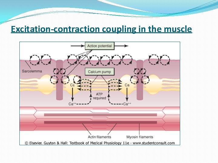 Excitation-contraction coupling in the muscle Excitation-contraction coupling in the muscle