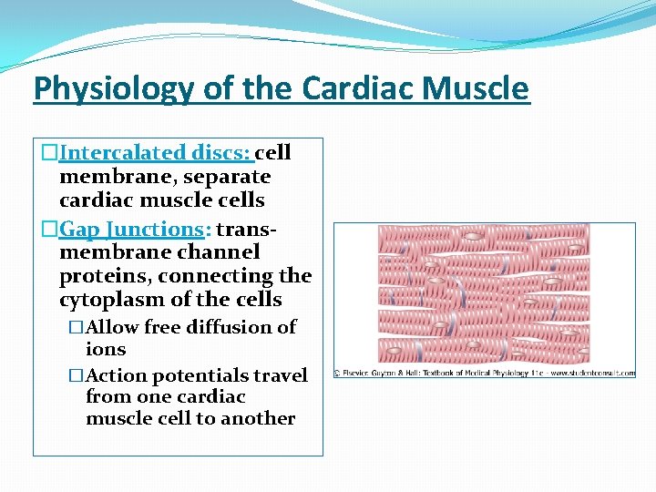 Physiology of the Cardiac Muscle �Intercalated discs: cell membrane, separate cardiac muscle cells �Gap