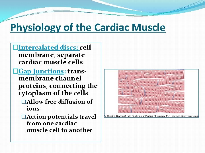 Physiology of the Cardiac Muscle �Intercalated discs: cell membrane, separate cardiac muscle cells �Gap Physiology of the Cardiac Muscle �Intercalated discs: cell membrane, separate cardiac muscle cells �Gap