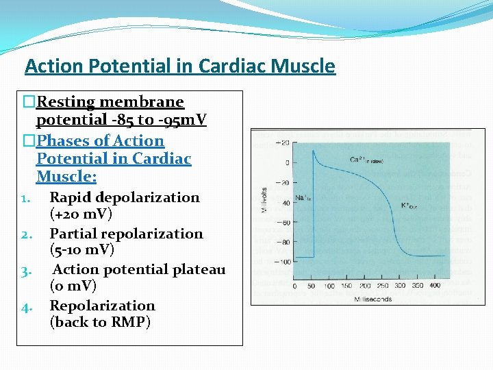 Action Potential in Cardiac Muscle �Resting membrane potential -85 to -95 m. V �Phases