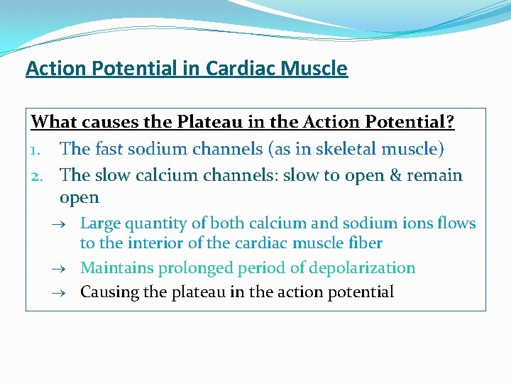 Action Potential in Cardiac Muscle What causes the Plateau in the Action Potential? 1.