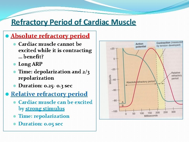Refractory Period of Cardiac Muscle l Absolute refractory period Cardiac muscle cannot be excited
