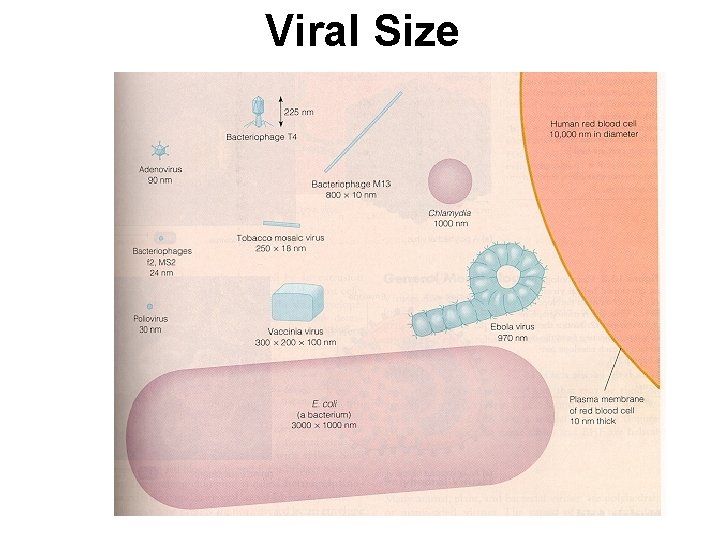 Viral Size 