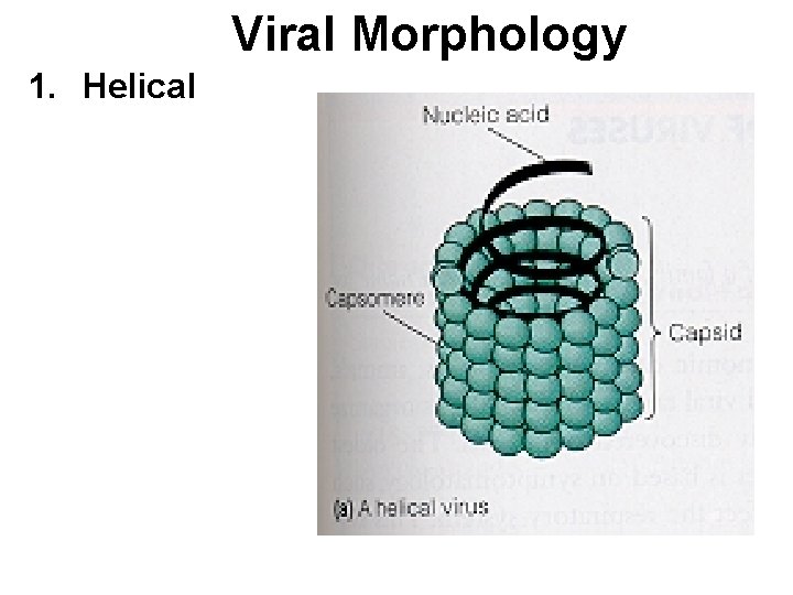 Viral Morphology 1. Helical 