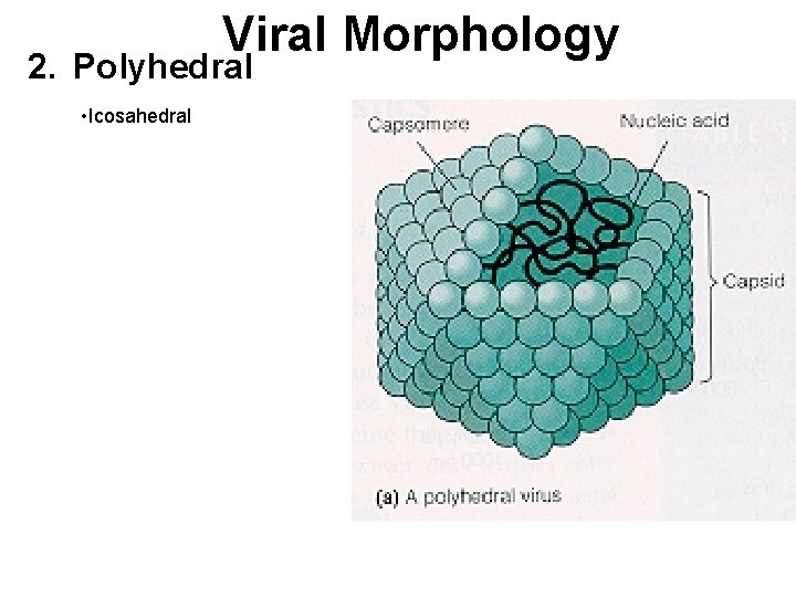 Viral Morphology 2. Polyhedral • Icosahedral 