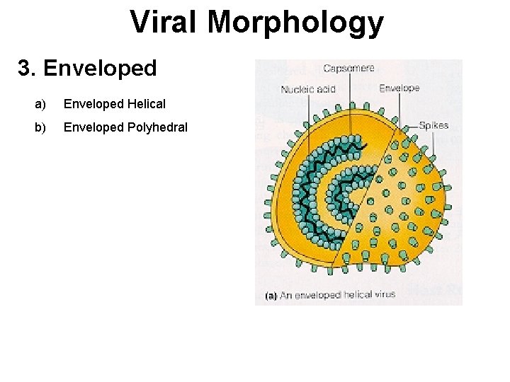 Viral Morphology 3. Enveloped a) Enveloped Helical b) Enveloped Polyhedral 