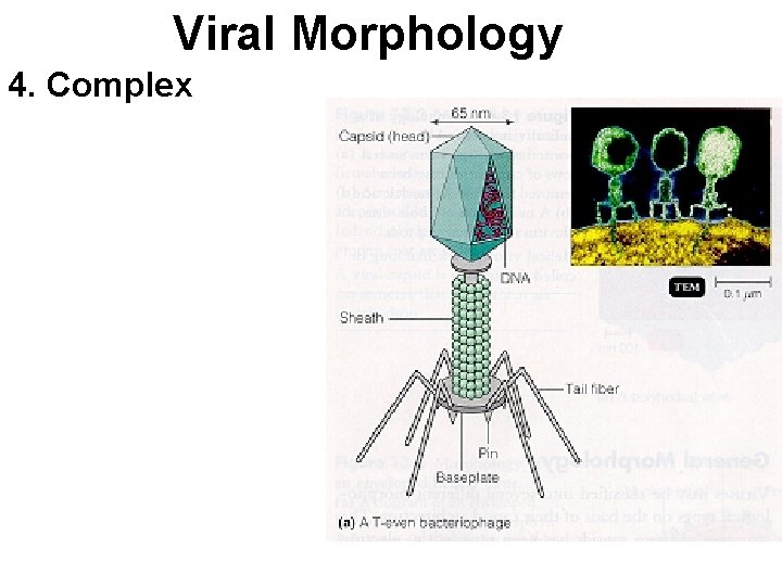 Viral Morphology 4. Complex 