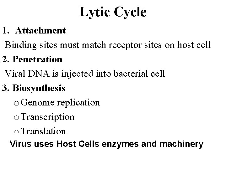 Lytic Cycle 1. Attachment Binding sites must match receptor sites on host cell 2.