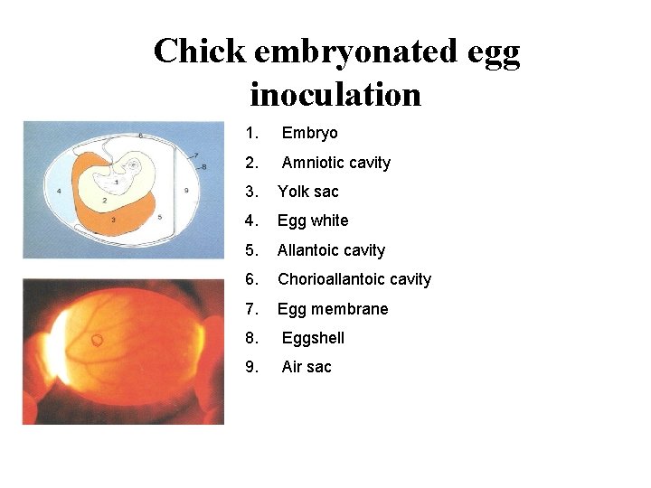Chick embryonated egg inoculation 1. Embryo 2. Amniotic cavity 3. Yolk sac 4. Egg