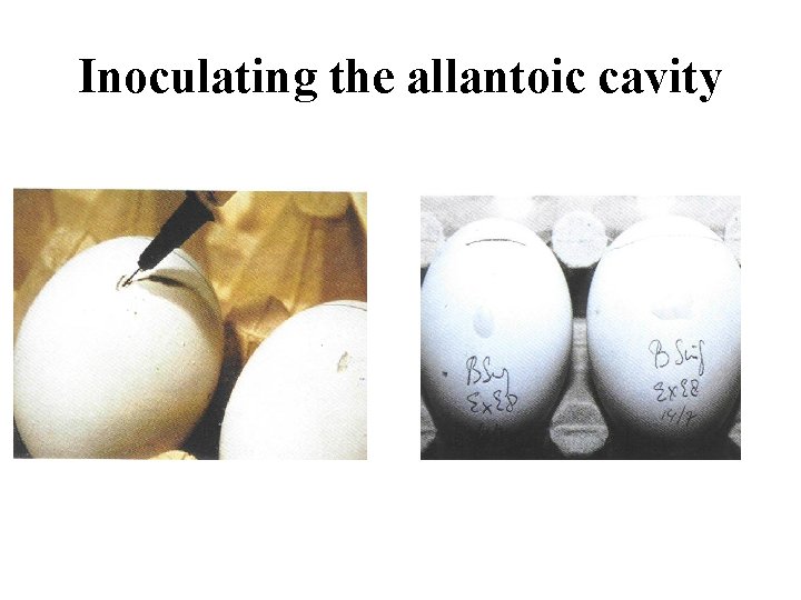 Inoculating the allantoic cavity 