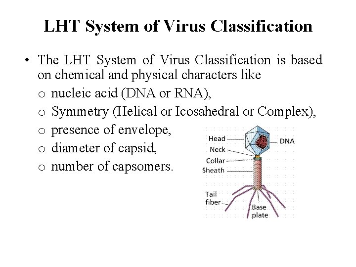 LHT System of Virus Classification • The LHT System of Virus Classification is based