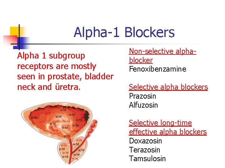 Alpha-1 Blockers Alpha 1 subgroup receptors are mostly seen in prostate, bladder neck and