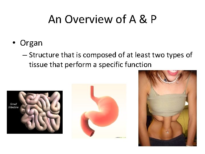 An Overview of A & P • Organ – Structure that is composed of An Overview of A & P • Organ – Structure that is composed of