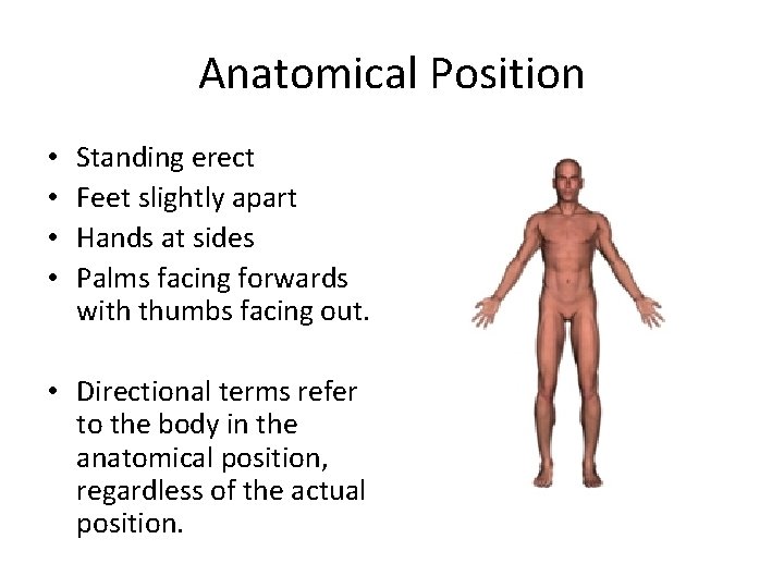 Anatomical Position • • Standing erect Feet slightly apart Hands at sides Palms facing Anatomical Position • • Standing erect Feet slightly apart Hands at sides Palms facing