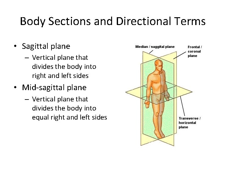 Body Sections and Directional Terms • Sagittal plane – Vertical plane that divides the Body Sections and Directional Terms • Sagittal plane – Vertical plane that divides the