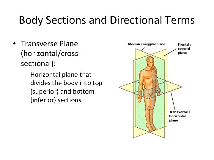 Body Sections and Directional Terms • Transverse Plane (horizontal/crosssectional): – Horizontal plane that divides Body Sections and Directional Terms • Transverse Plane (horizontal/crosssectional): – Horizontal plane that divides