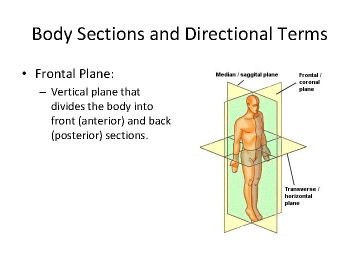 Body Sections and Directional Terms • Frontal Plane: – Vertical plane that divides the Body Sections and Directional Terms • Frontal Plane: – Vertical plane that divides the
