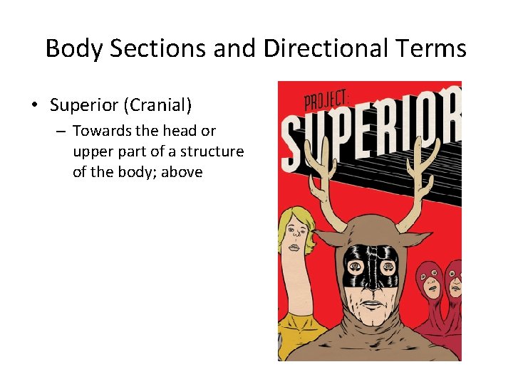 Body Sections and Directional Terms • Superior (Cranial) – Towards the head or upper Body Sections and Directional Terms • Superior (Cranial) – Towards the head or upper
