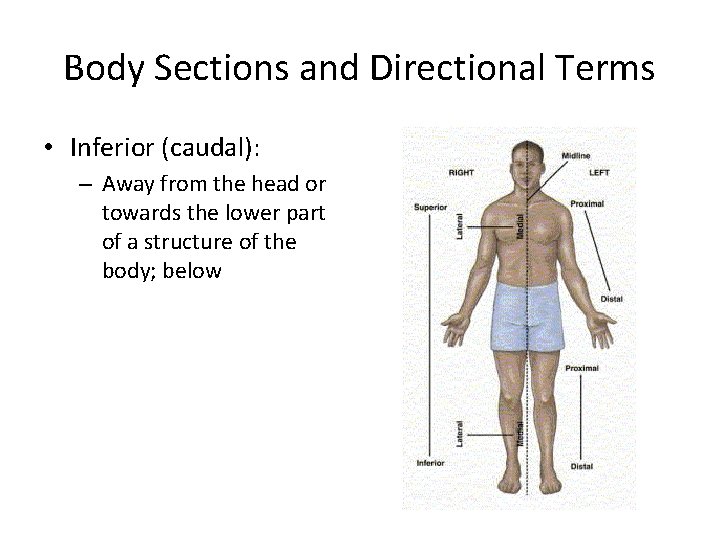 Body Sections and Directional Terms • Inferior (caudal): – Away from the head or Body Sections and Directional Terms • Inferior (caudal): – Away from the head or