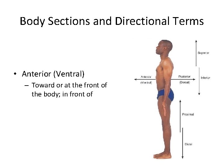 Body Sections and Directional Terms • Anterior (Ventral) – Toward or at the front Body Sections and Directional Terms • Anterior (Ventral) – Toward or at the front