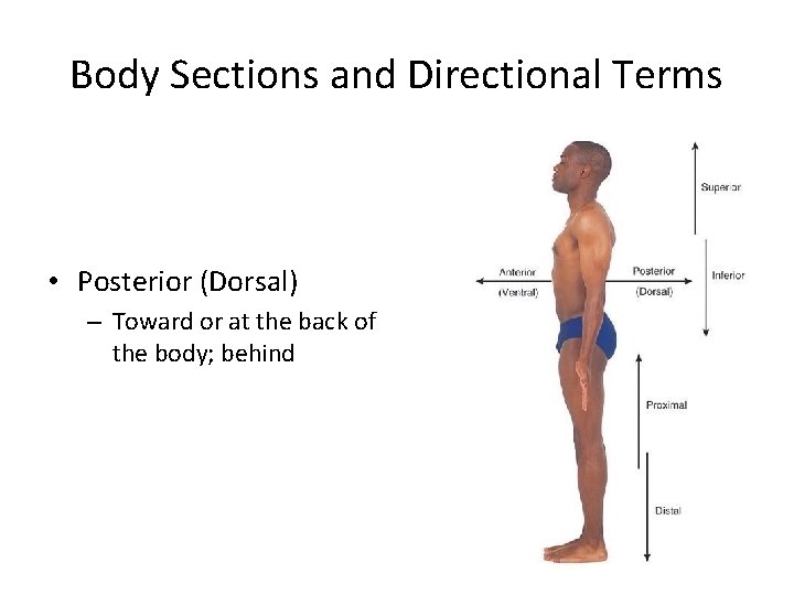 Body Sections and Directional Terms • Posterior (Dorsal) – Toward or at the back Body Sections and Directional Terms • Posterior (Dorsal) – Toward or at the back