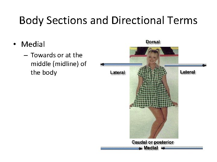 Body Sections and Directional Terms • Medial – Towards or at the middle (midline) Body Sections and Directional Terms • Medial – Towards or at the middle (midline)