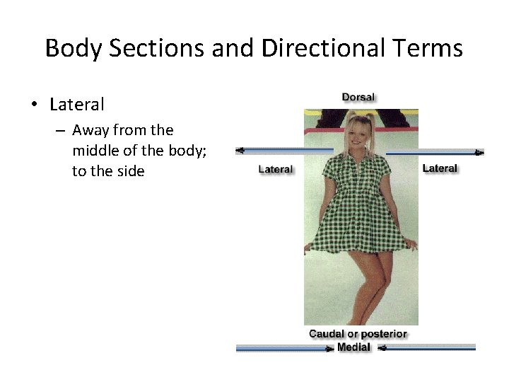 Body Sections and Directional Terms • Lateral – Away from the middle of the Body Sections and Directional Terms • Lateral – Away from the middle of the