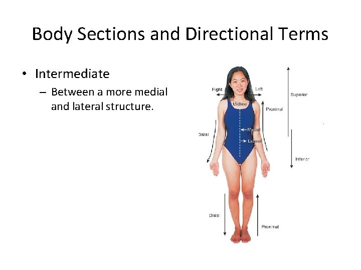 Body Sections and Directional Terms • Intermediate – Between a more medial and lateral Body Sections and Directional Terms • Intermediate – Between a more medial and lateral