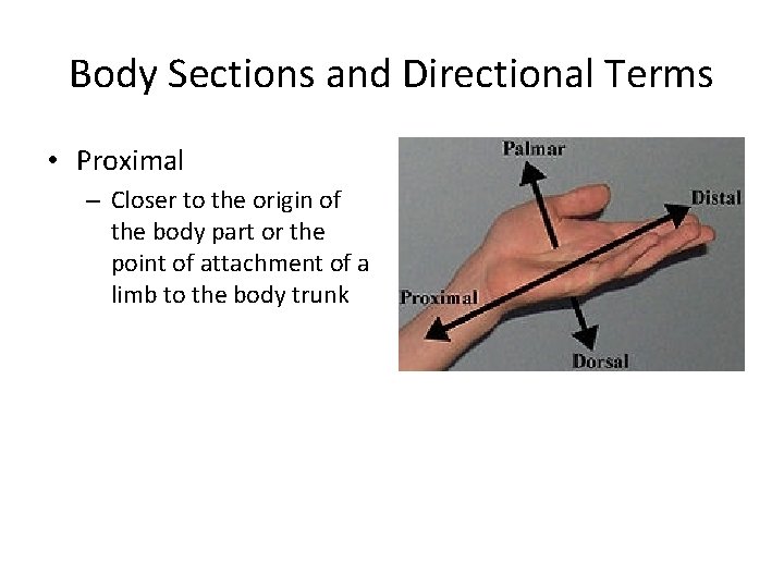 Body Sections and Directional Terms • Proximal – Closer to the origin of the Body Sections and Directional Terms • Proximal – Closer to the origin of the