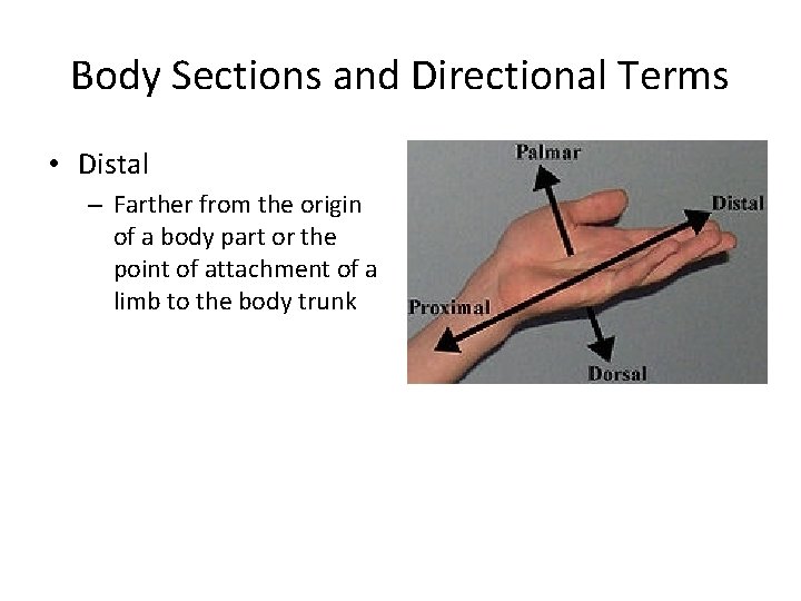 Body Sections and Directional Terms • Distal – Farther from the origin of a Body Sections and Directional Terms • Distal – Farther from the origin of a