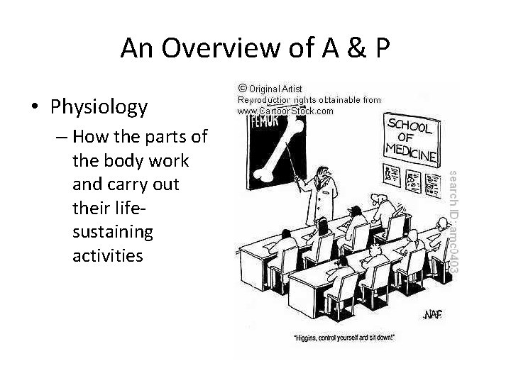 An Overview of A & P • Physiology – How the parts of the An Overview of A & P • Physiology – How the parts of the
