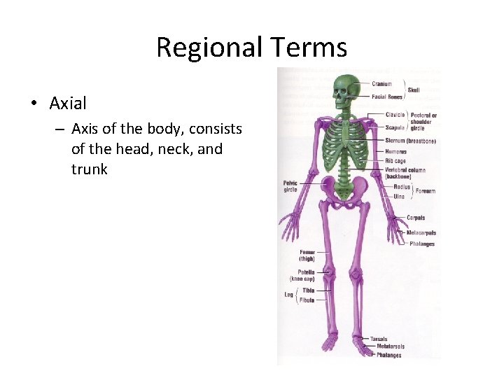 Regional Terms • Axial – Axis of the body, consists of the head, neck, Regional Terms • Axial – Axis of the body, consists of the head, neck,