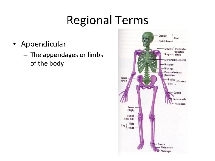 Regional Terms • Appendicular – The appendages or limbs of the body Regional Terms • Appendicular – The appendages or limbs of the body