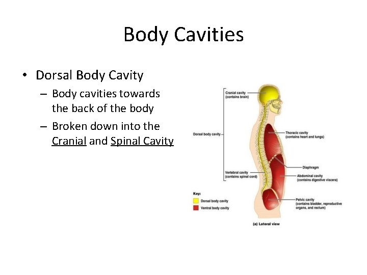 Body Cavities • Dorsal Body Cavity – Body cavities towards the back of the Body Cavities • Dorsal Body Cavity – Body cavities towards the back of the