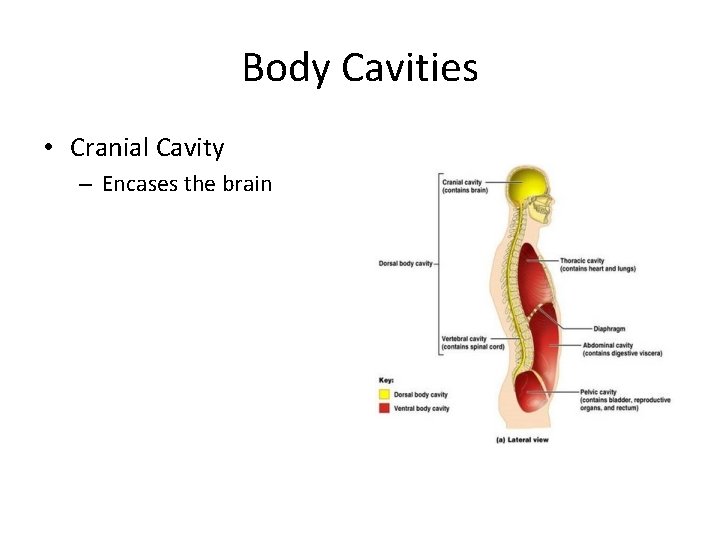 Body Cavities • Cranial Cavity – Encases the brain Body Cavities • Cranial Cavity – Encases the brain