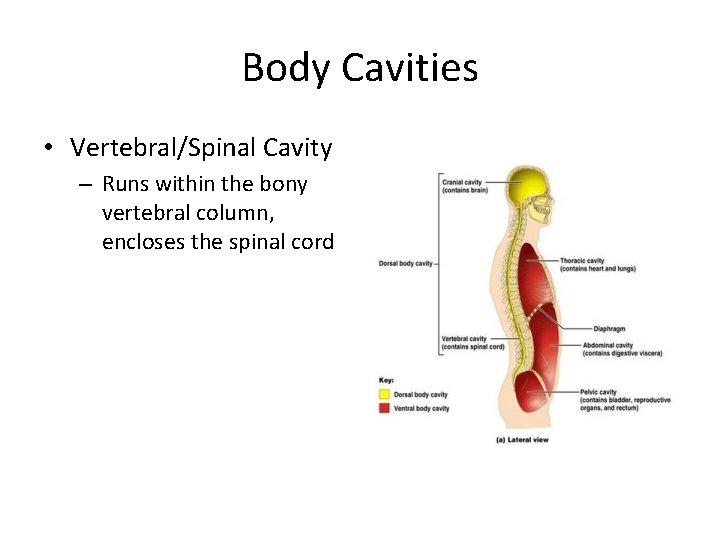 Body Cavities • Vertebral/Spinal Cavity – Runs within the bony vertebral column, encloses the Body Cavities • Vertebral/Spinal Cavity – Runs within the bony vertebral column, encloses the