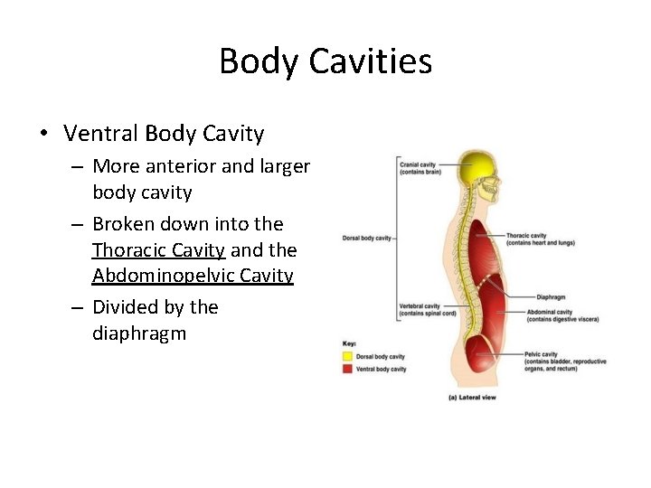 Body Cavities • Ventral Body Cavity – More anterior and larger body cavity – Body Cavities • Ventral Body Cavity – More anterior and larger body cavity –