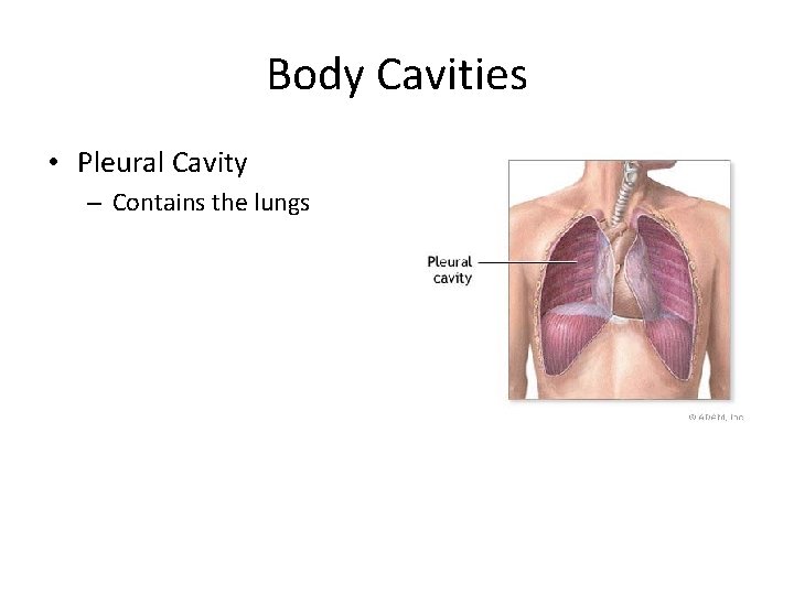 Body Cavities • Pleural Cavity – Contains the lungs Body Cavities • Pleural Cavity – Contains the lungs