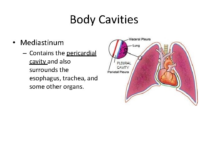 Body Cavities • Mediastinum – Contains the pericardial cavity and also surrounds the esophagus, Body Cavities • Mediastinum – Contains the pericardial cavity and also surrounds the esophagus,
